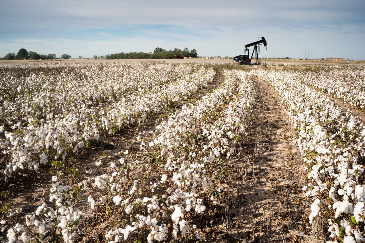 Cotton field with an oil pump in the background.